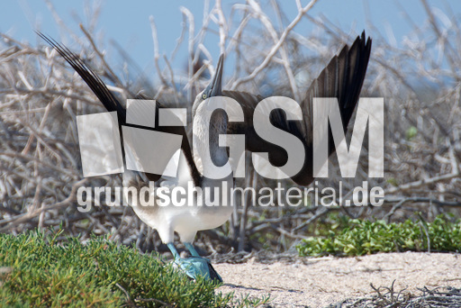 Blaufußtölpel (5).jpg